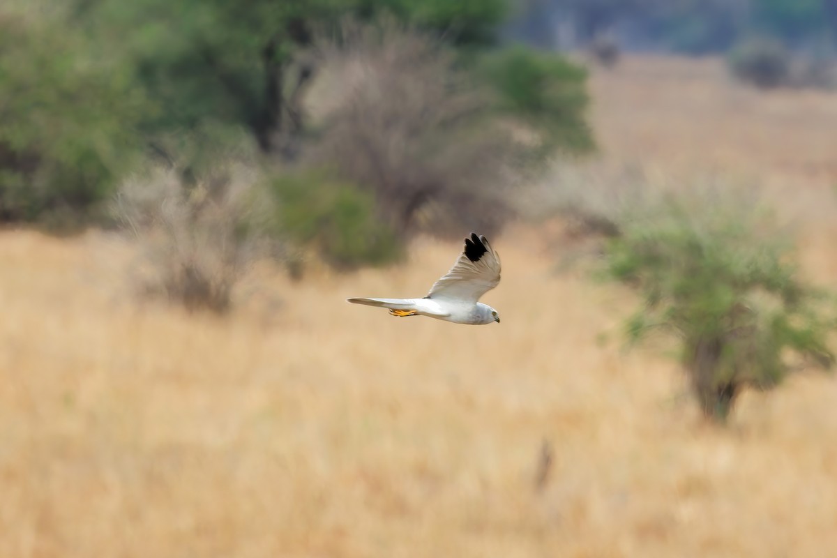 Aguilucho Papialbo - ML645655172