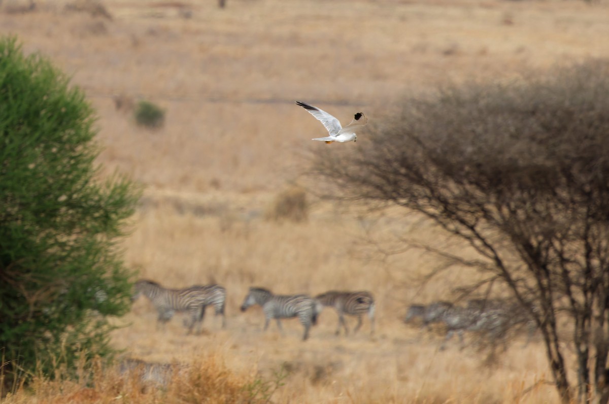 Aguilucho Papialbo - ML645655173