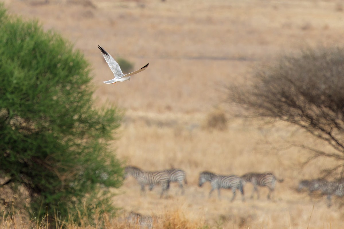 Aguilucho Papialbo - ML645655174