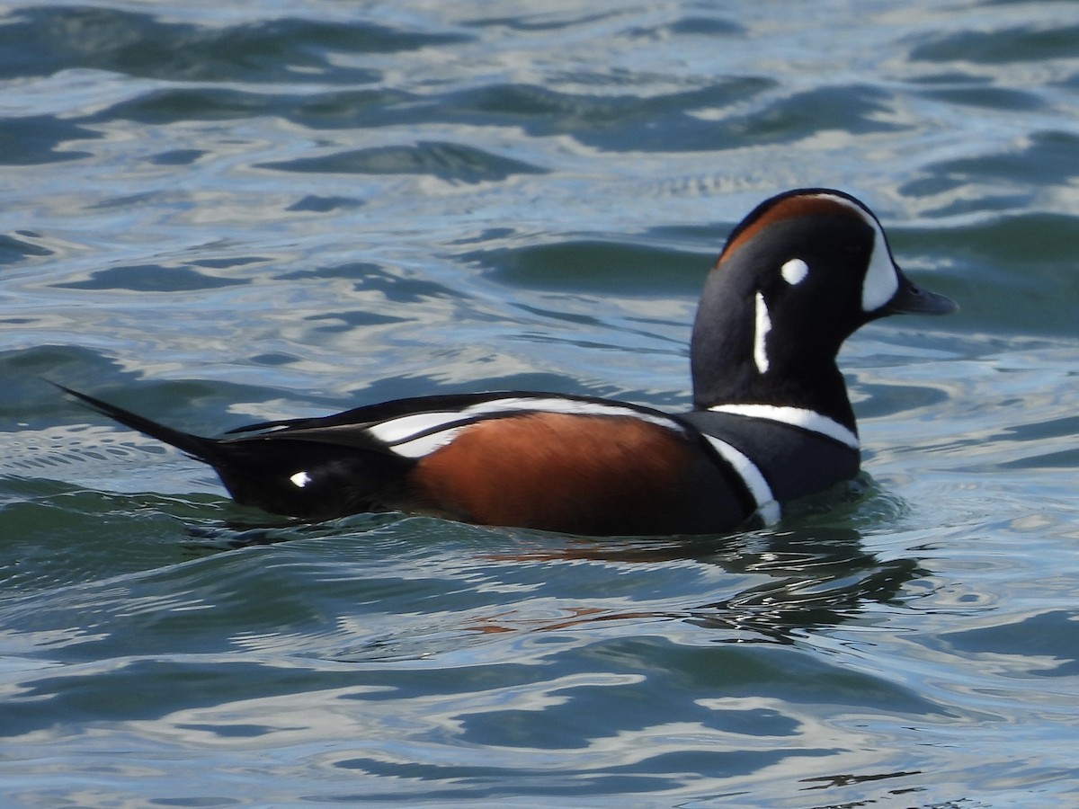 Harlequin Duck - ML645655212
