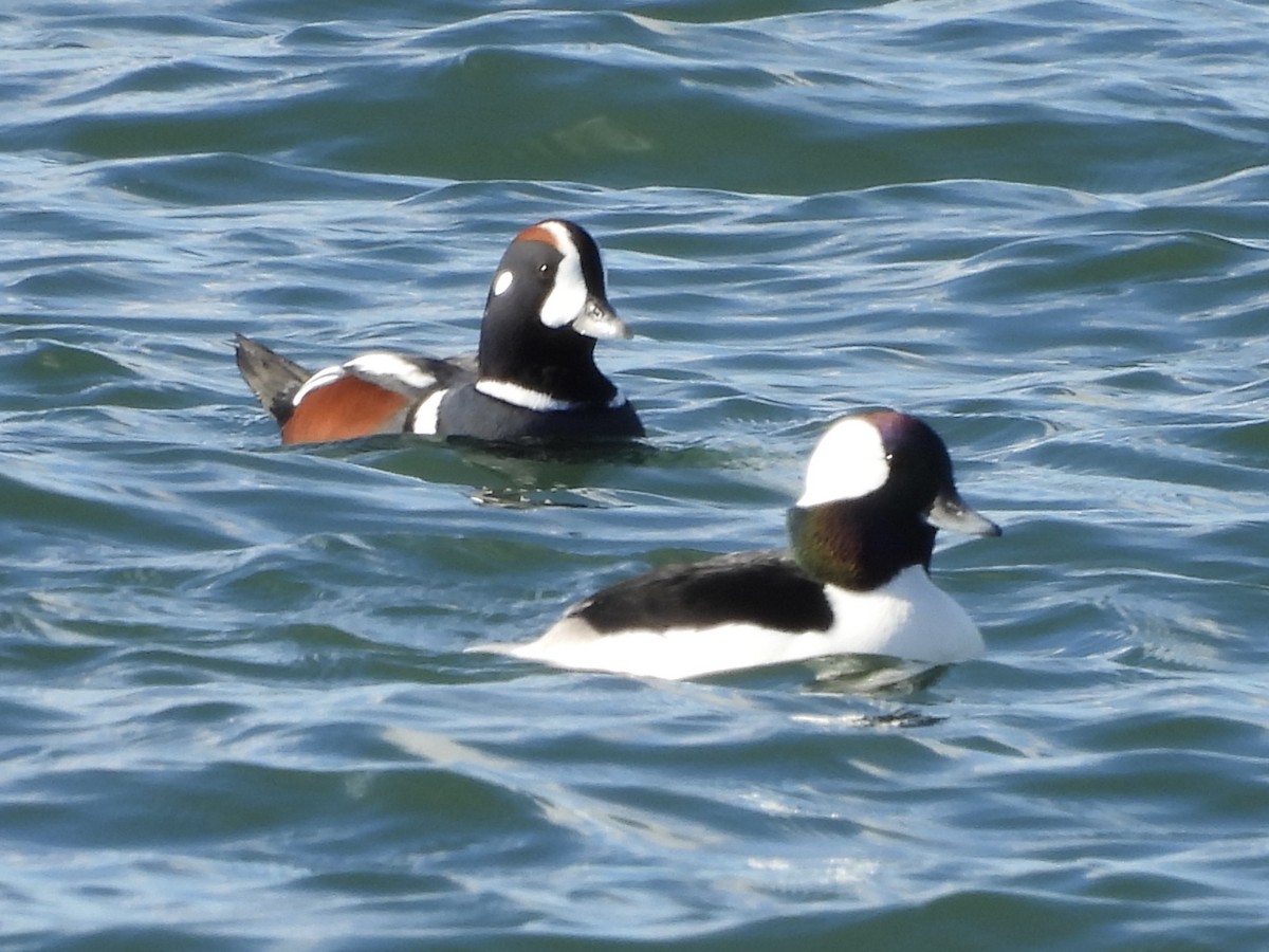 Harlequin Duck - ML645655225