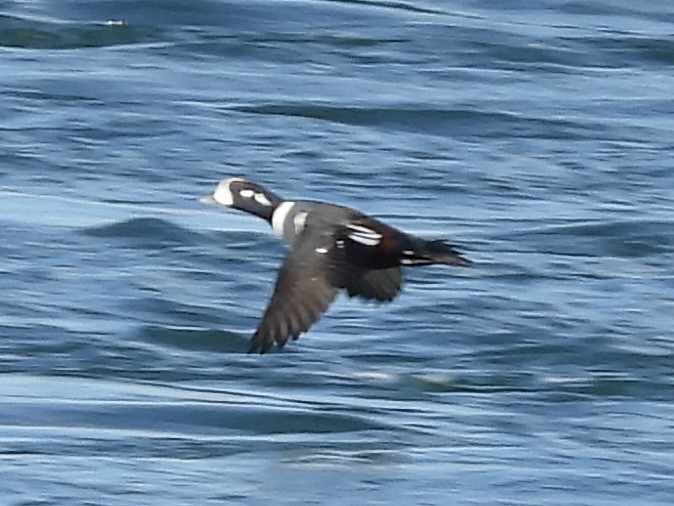 Harlequin Duck - ML645655226