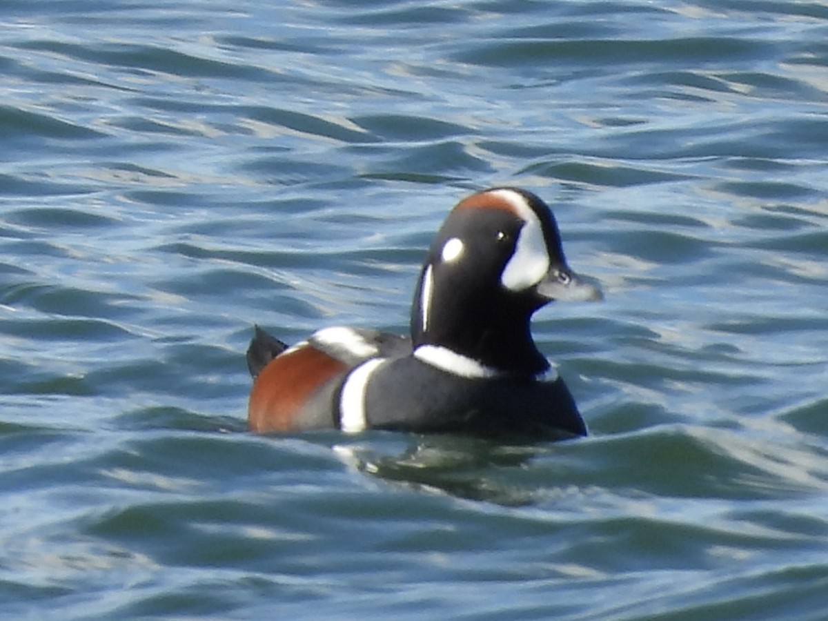 Harlequin Duck - ML645655227