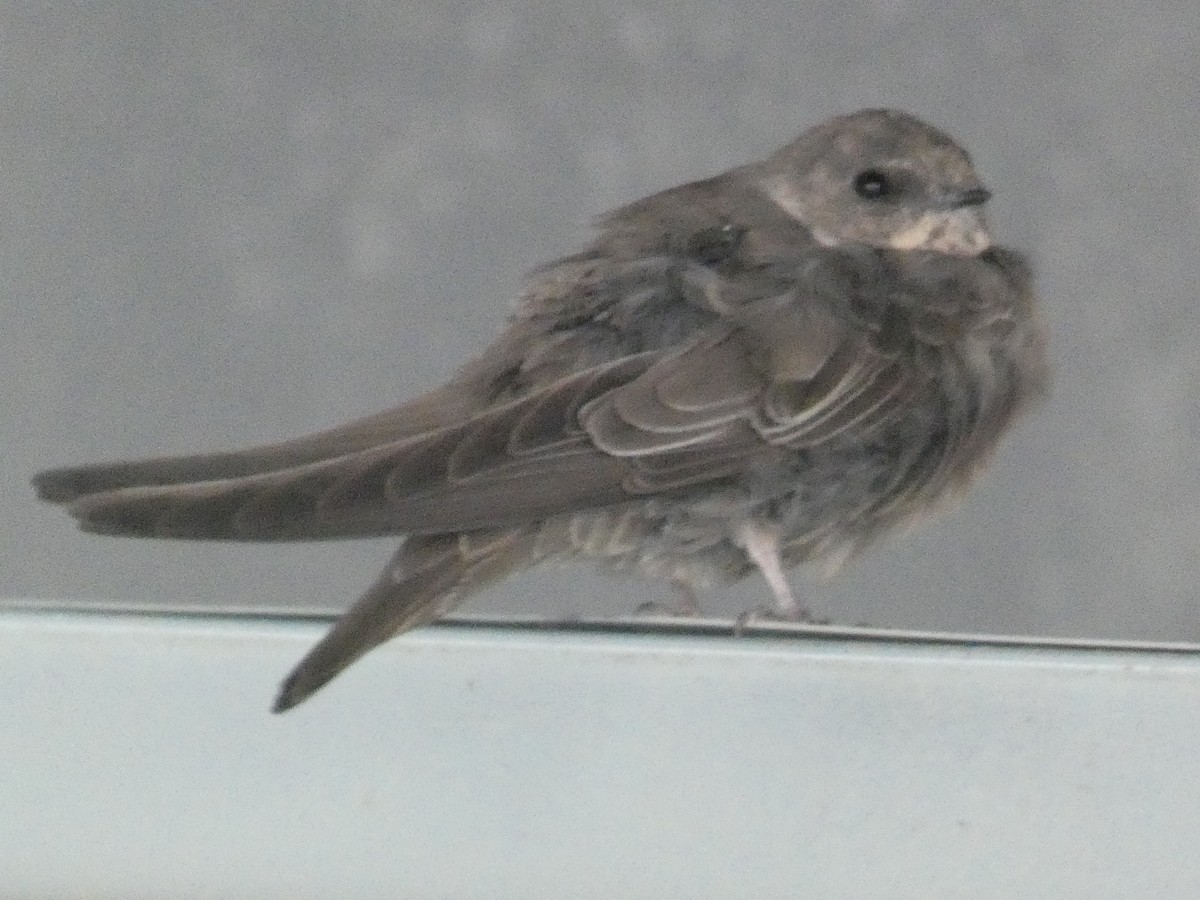 Eurasian Crag-Martin - ML645655247