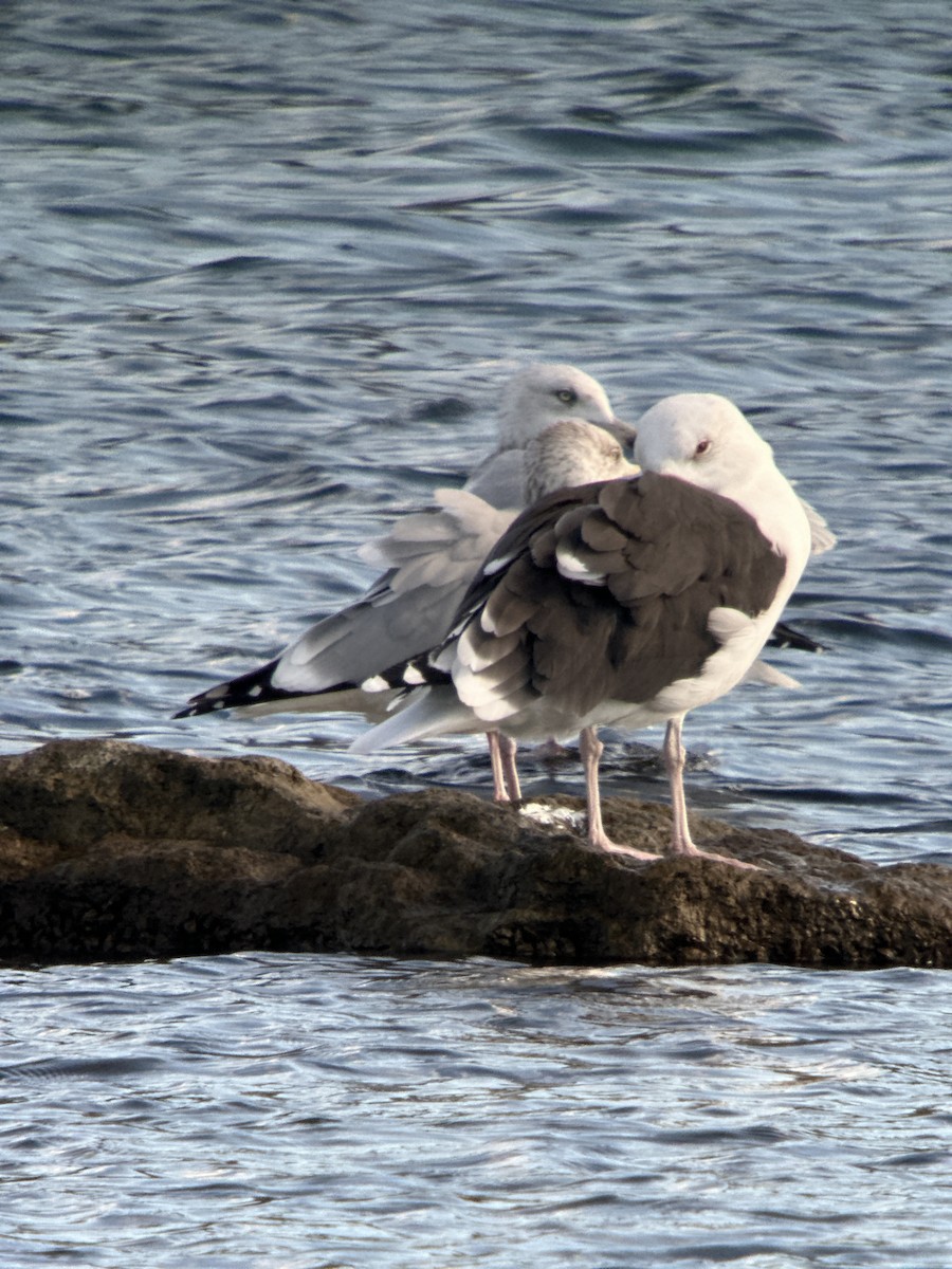 Great Black-backed Gull - ML645655248