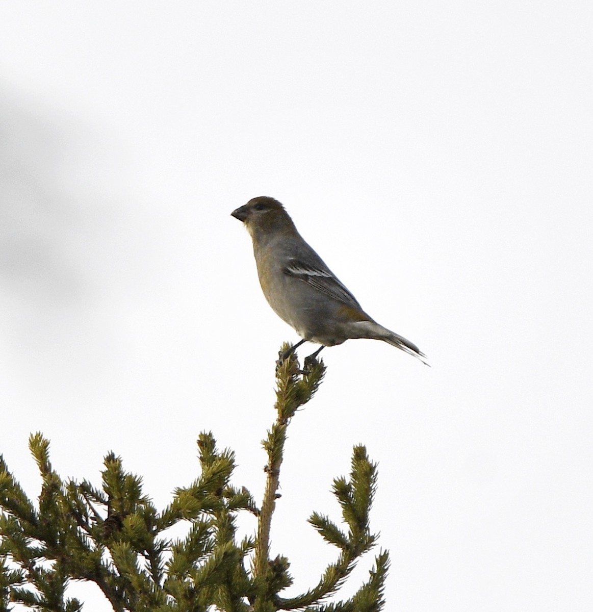 Pine Grosbeak - ML645655251