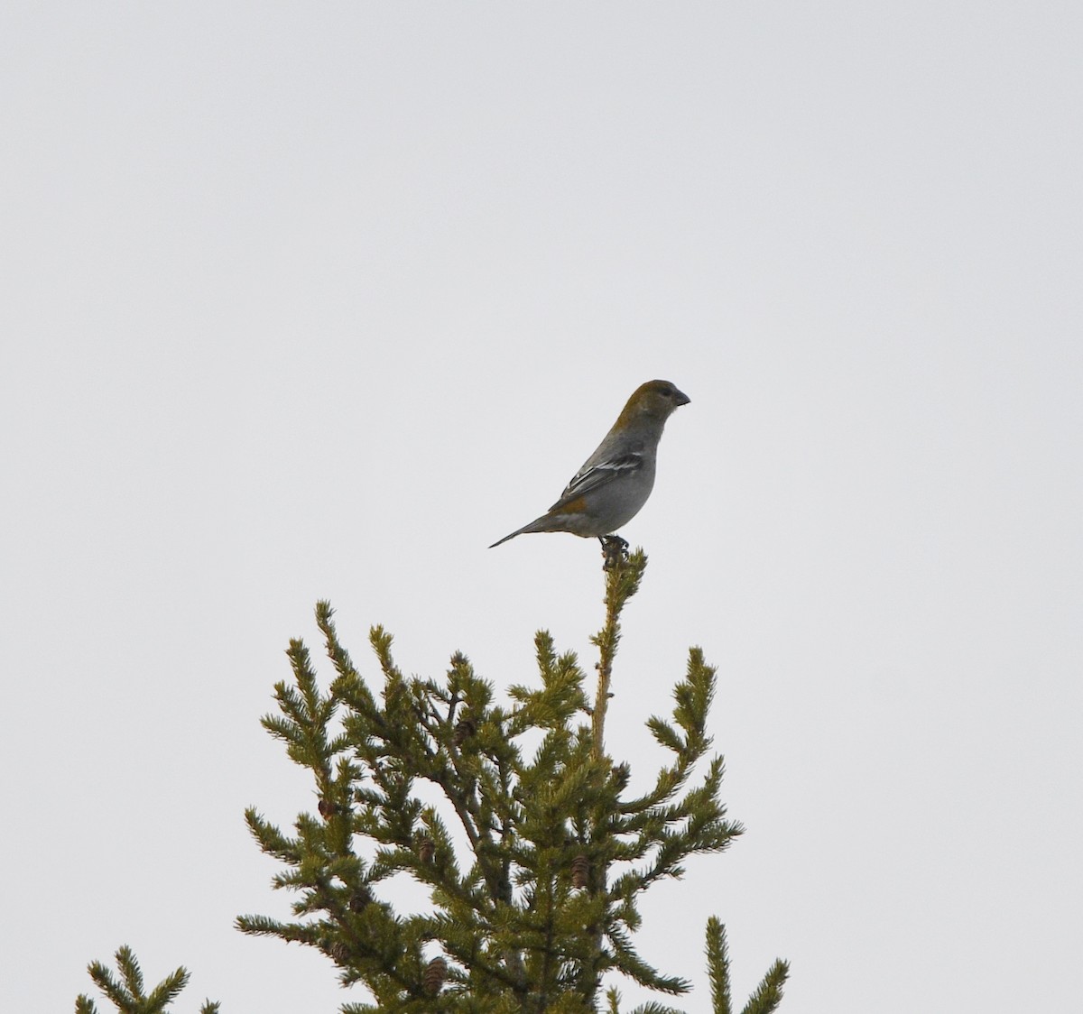 Pine Grosbeak - ML645655252