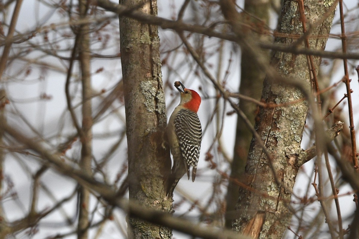 Red-bellied Woodpecker - ML645655261