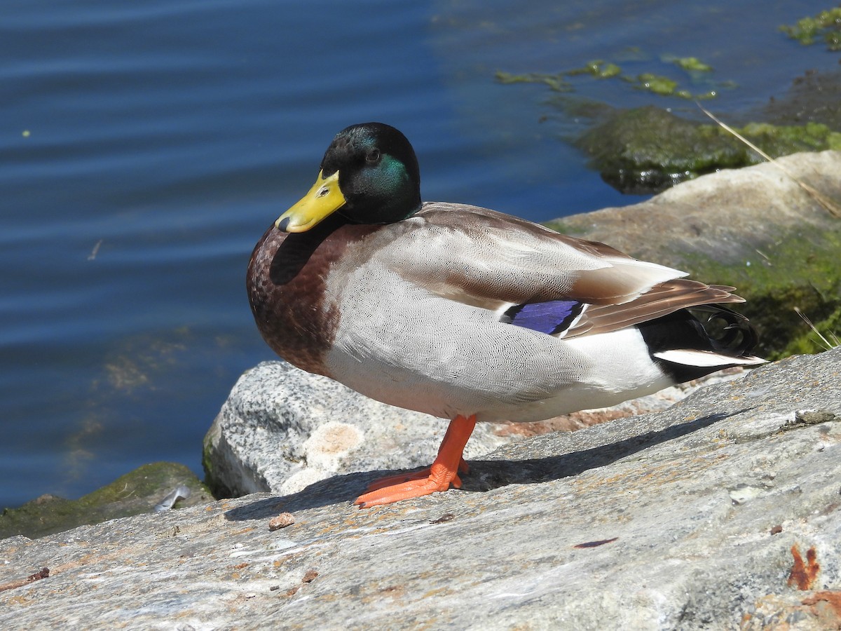 Кряква - ML645655262