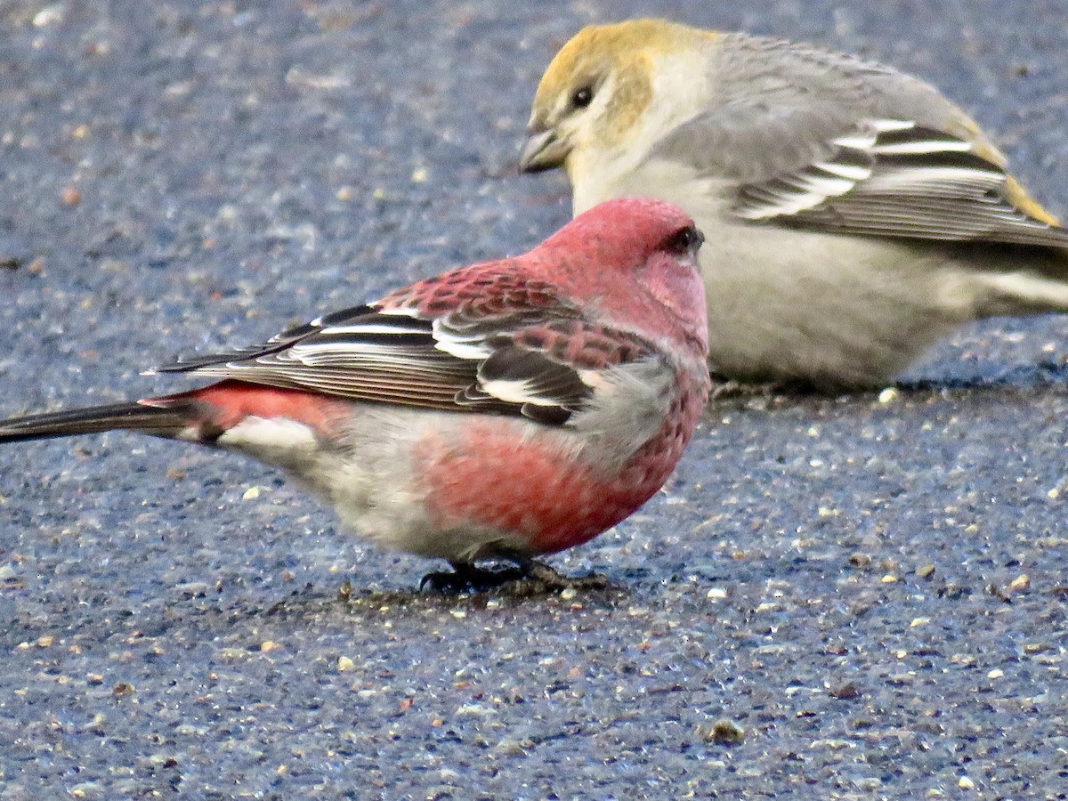 Pine Grosbeak - ML645655263