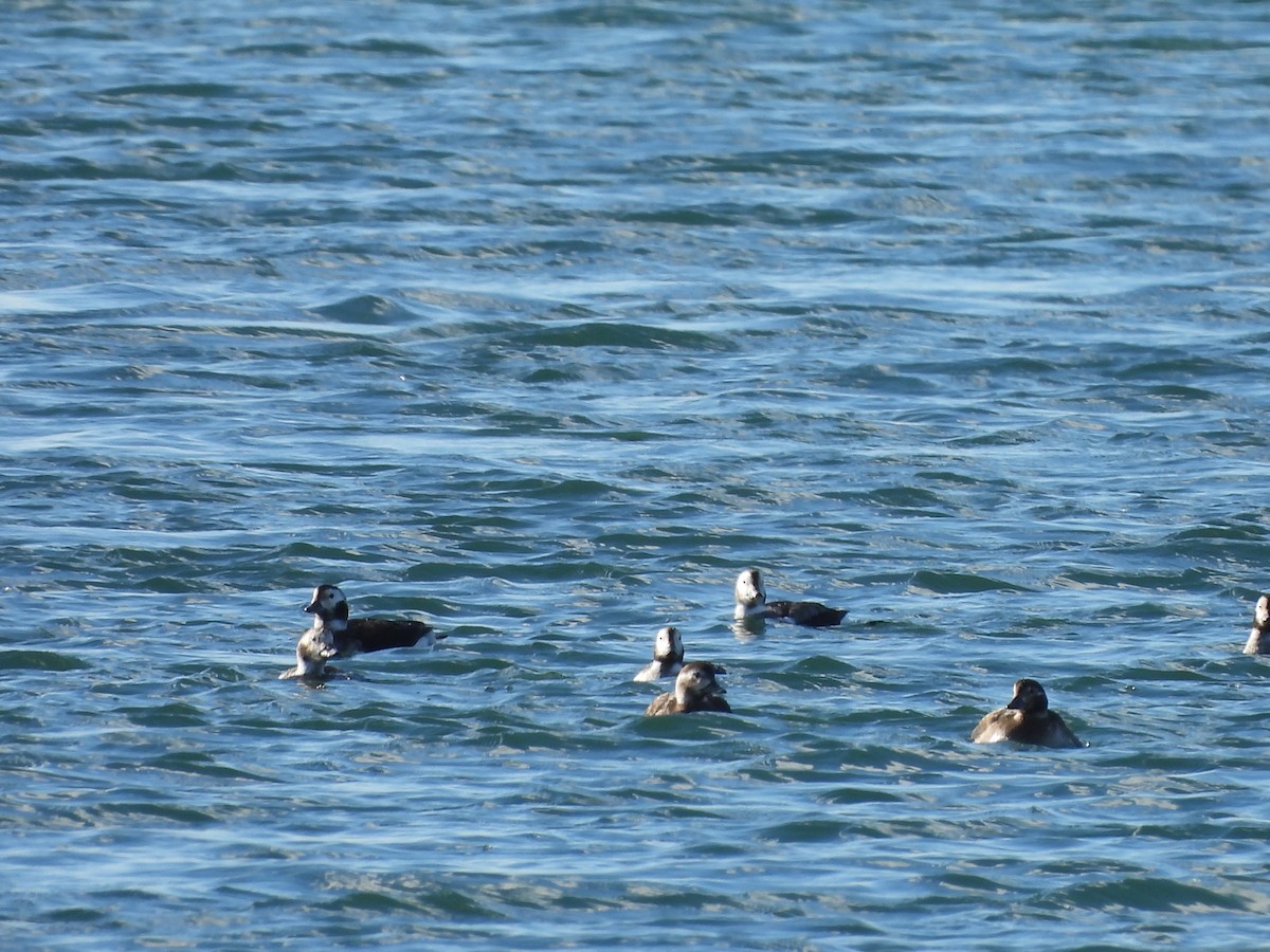 Long-tailed Duck - ML645655273