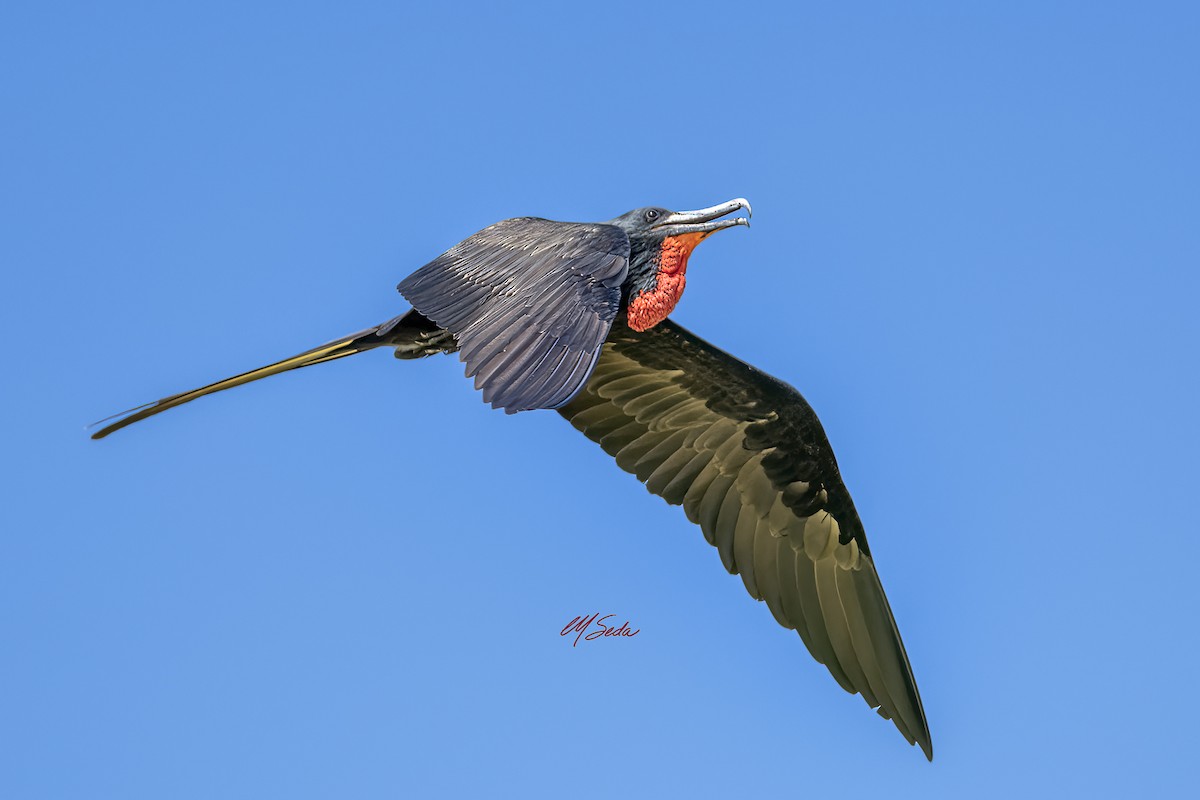 Magnificent Frigatebird - ML645655274