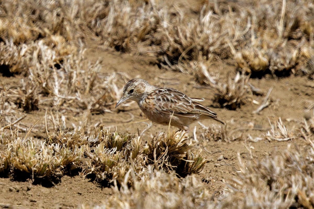 Beesley's Lark - ML645655283