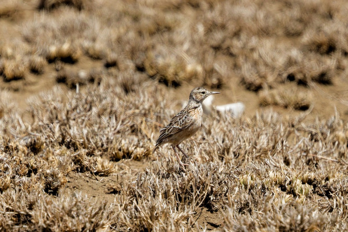 Beesley's Lark - ML645655284