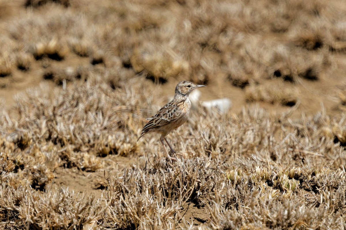 Beesley's Lark - ML645655285
