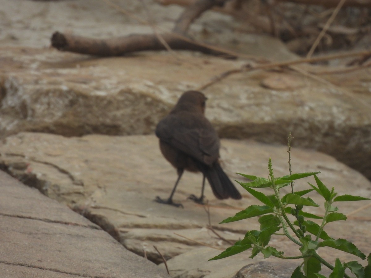 Brown Rock Chat - ML645655287