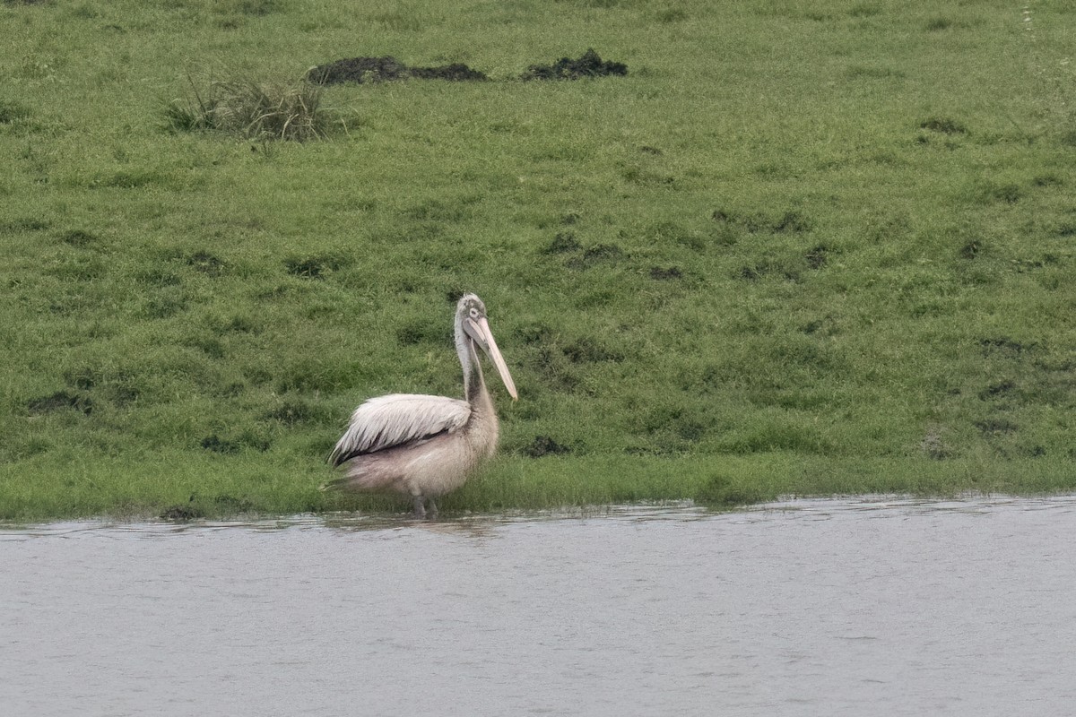 Pelikano tantoduna - ML645655294