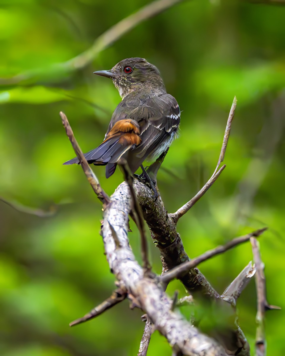 Caatinga Black-Tyrant - ML645655296
