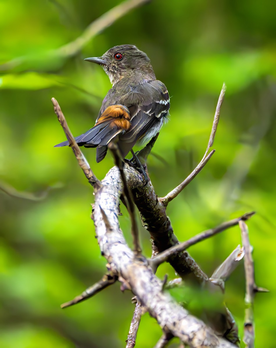 Caatinga Black-Tyrant - ML645655298