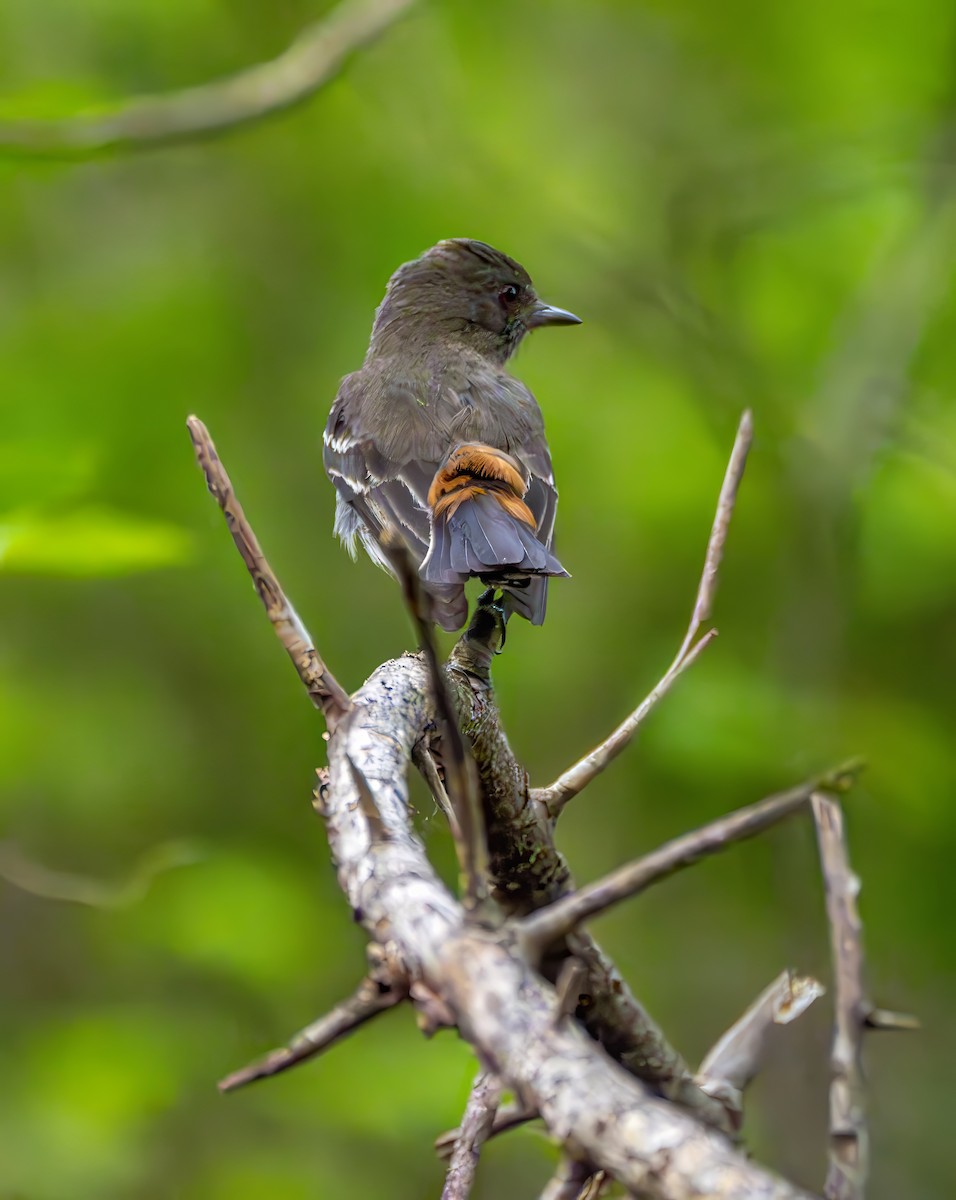 Caatinga Black-Tyrant - ML645655299