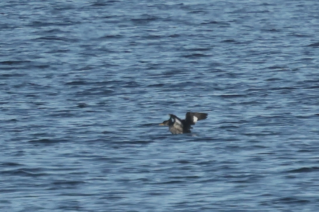 赤頸鸊鷉 - ML645655301