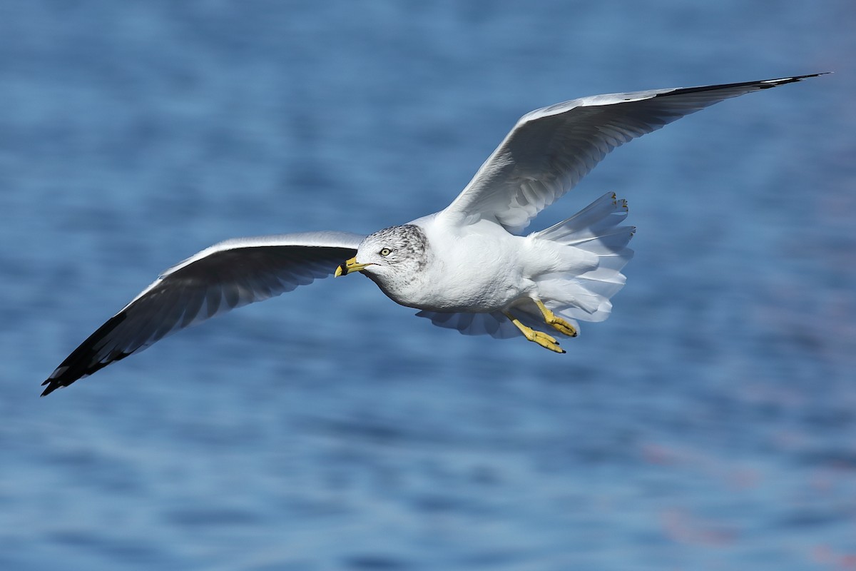 Ring-billed Gull - ML645655303