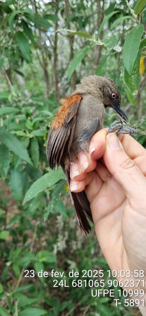 Red-shouldered Spinetail - ML645655305