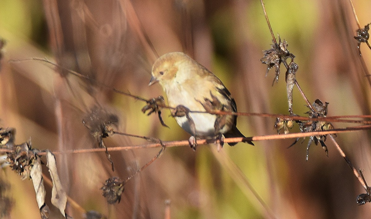 American Goldfinch - ML645655307
