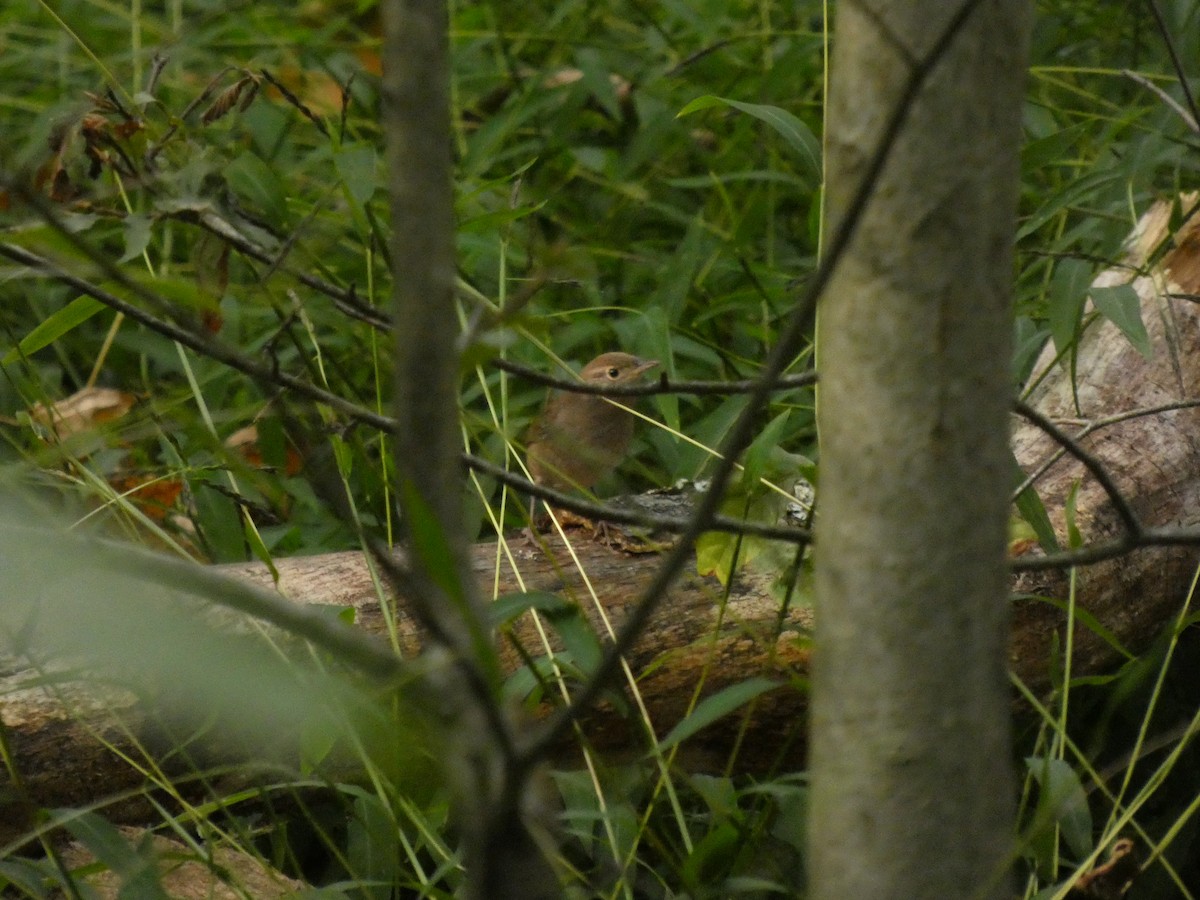 Northern House Wren - ML645655308
