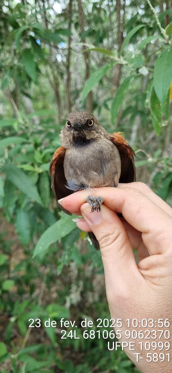 Red-shouldered Spinetail - ML645655309