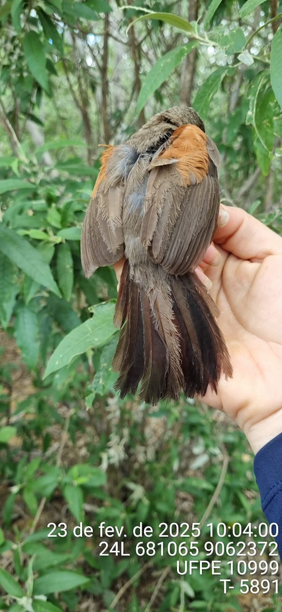 Red-shouldered Spinetail - ML645655310