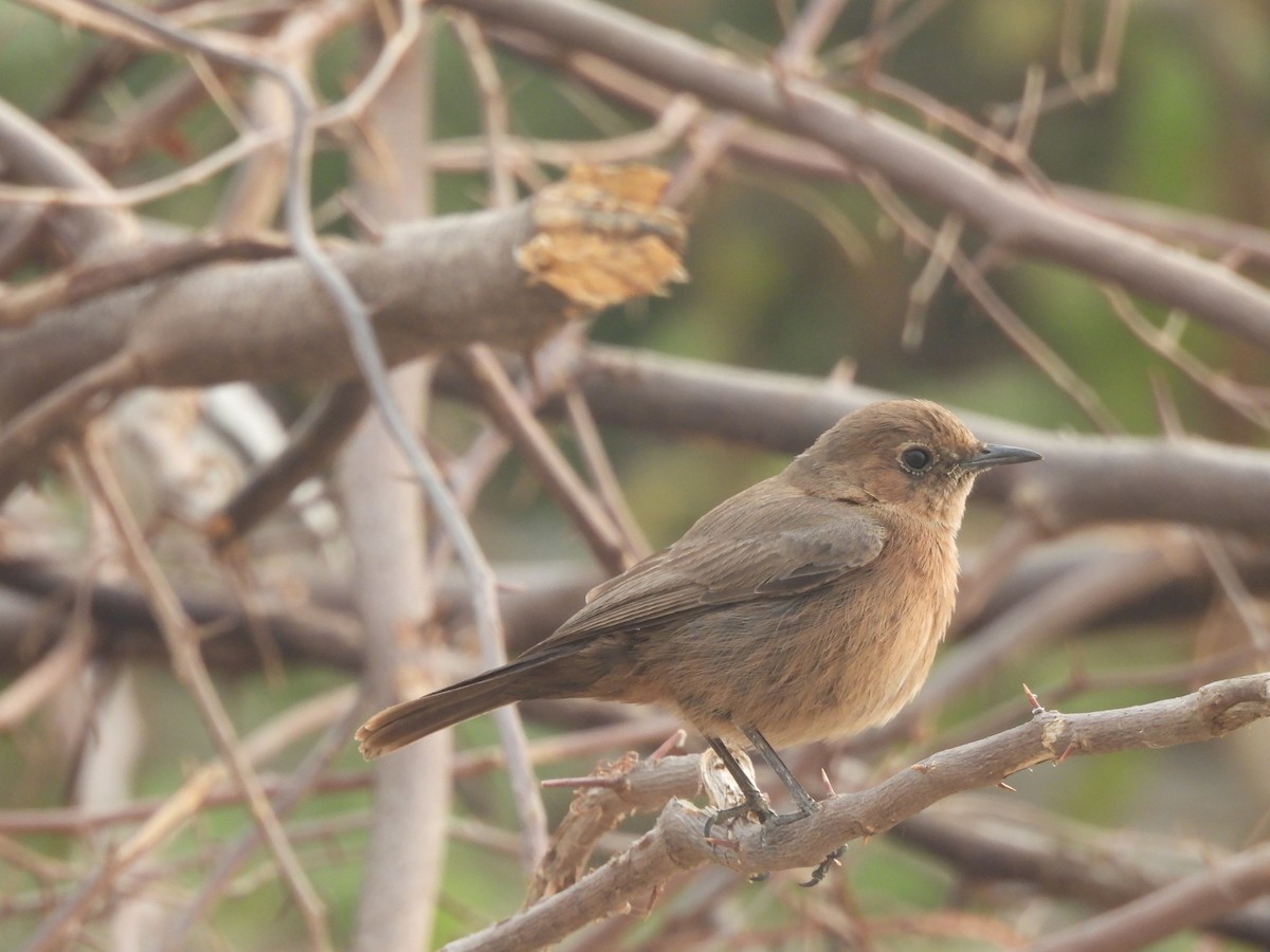 Brown Rock Chat - ML645655311