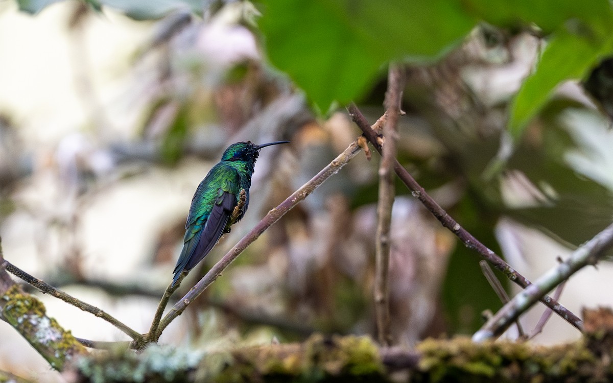 Sparkling Violetear - ML645655313