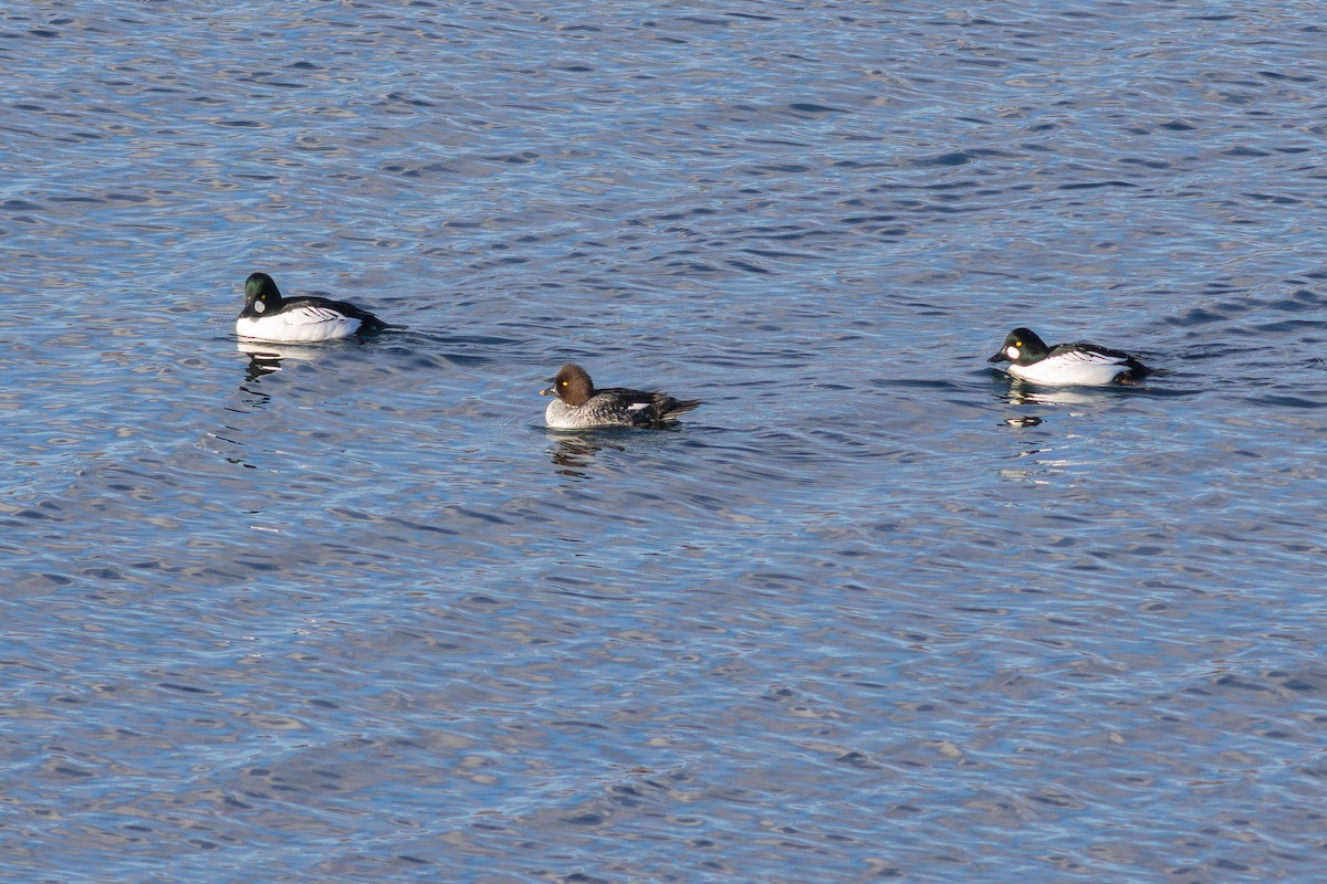 鵲鴨 - ML645655315