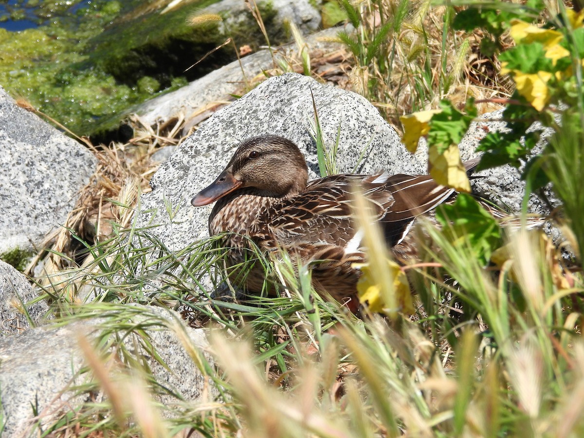 綠頭鴨 - ML645655317