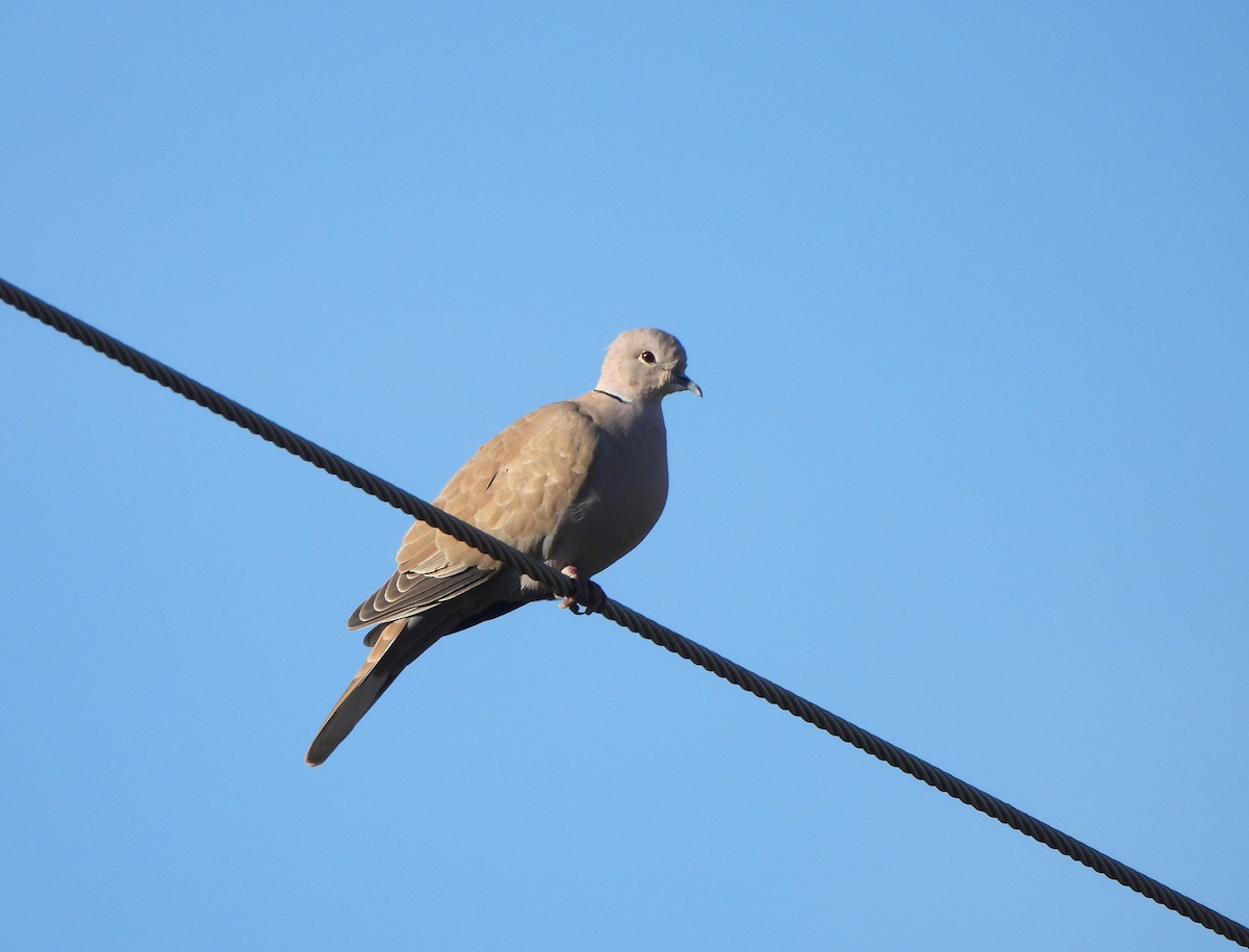 灰斑鳩 - ML645655320