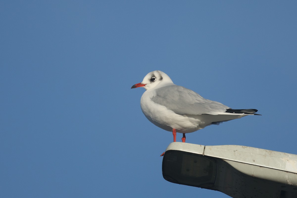 紅嘴鷗 - ML645655321