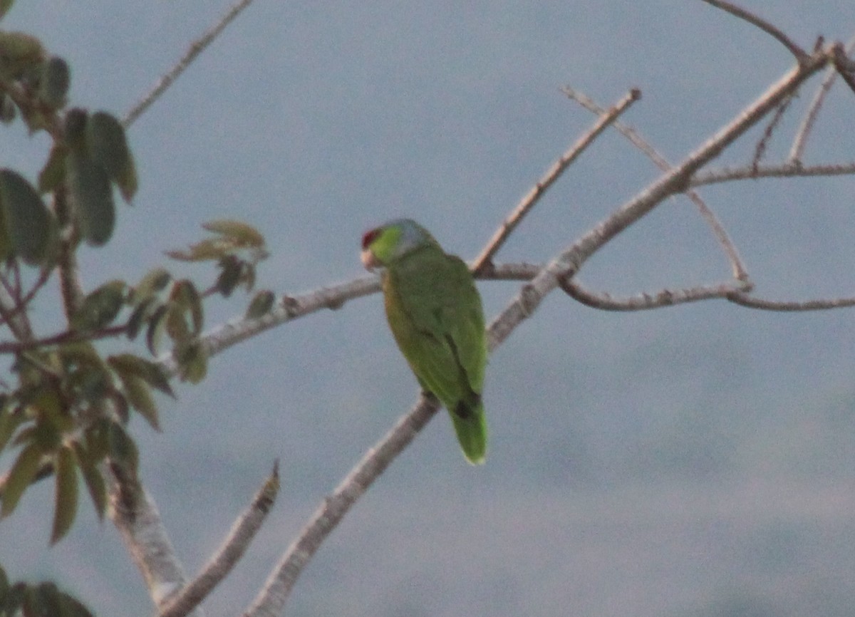 Lilac-crowned Amazon - ML645655322