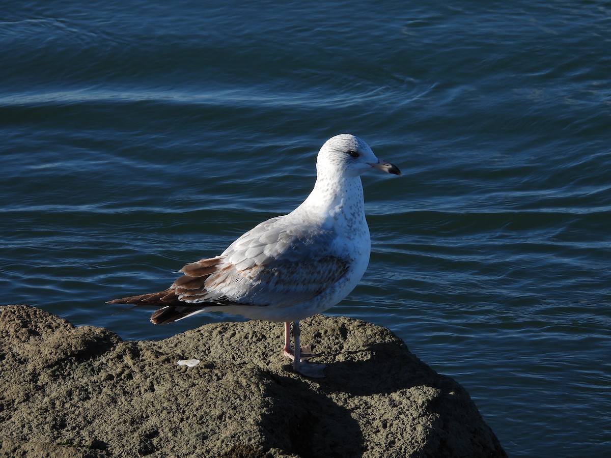 Ring-billed Gull - ML645655323