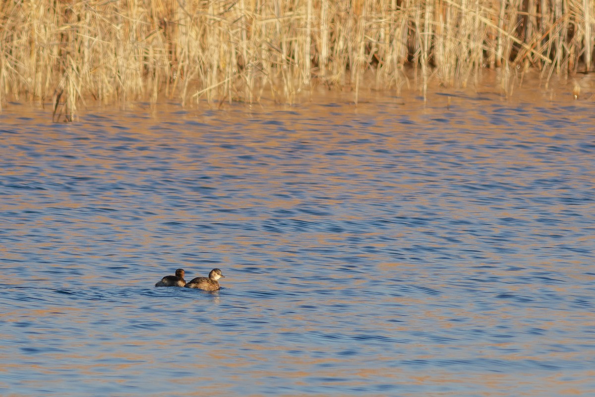 小鸊鷉 - ML645655324