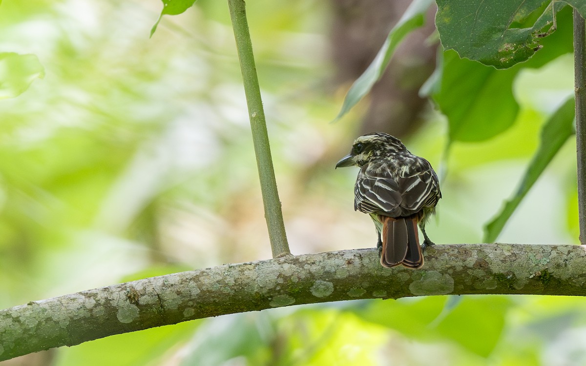 Streaked Flycatcher (Southern) - ML645655325