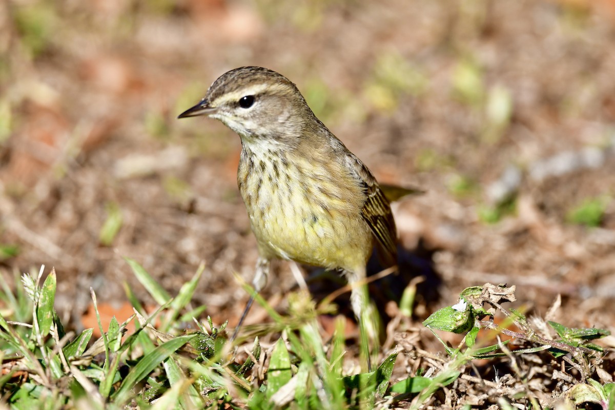 Palm Warbler - ML645655326
