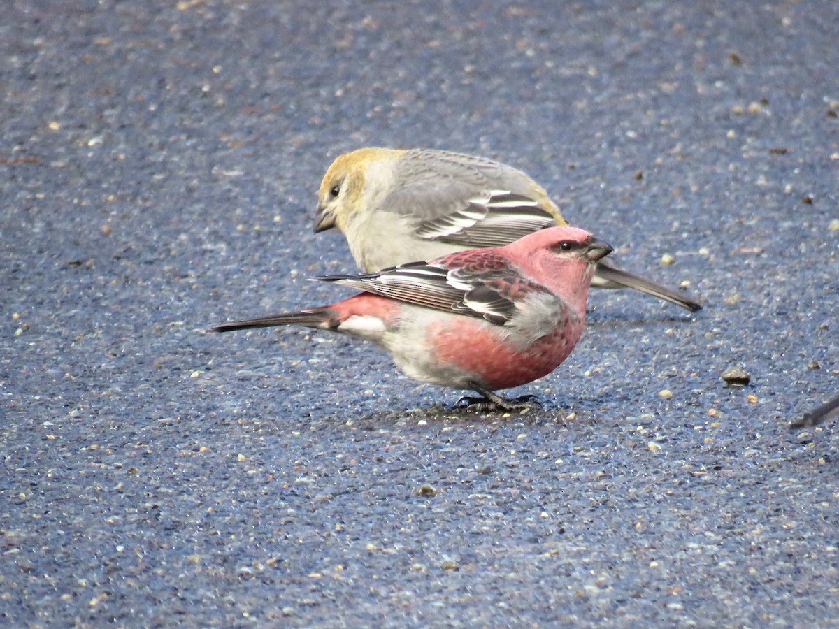 Pine Grosbeak - ML645655328