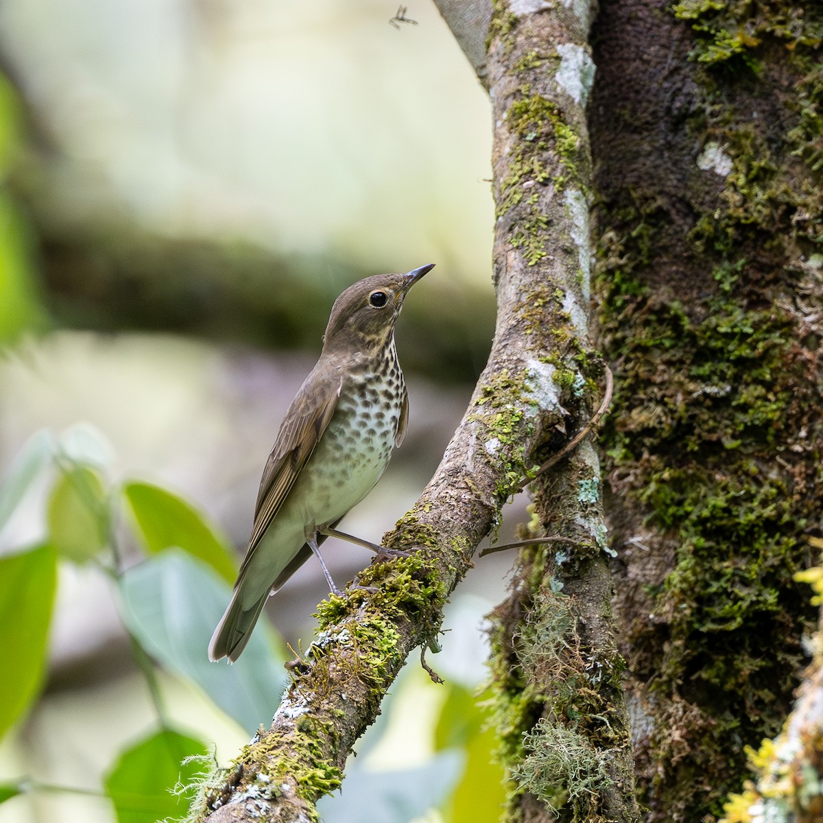 Swainson's Thrush - ML645655336