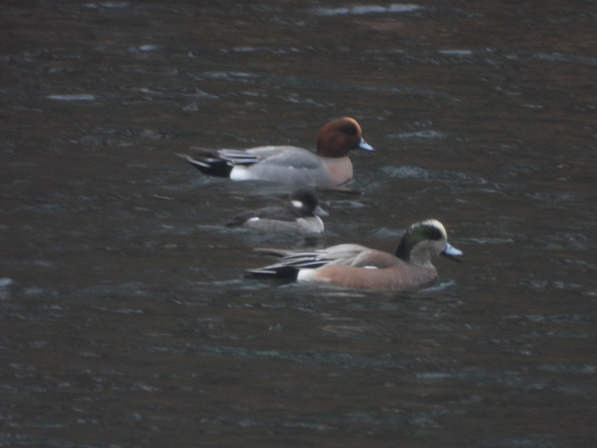 Eurasian Wigeon - ML645655346