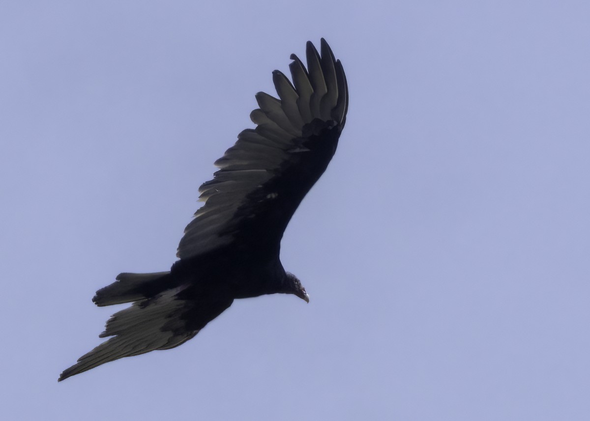 Turkey Vulture - ML645655352