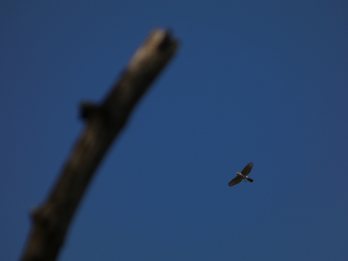 Cooper's Hawk - ML645655361