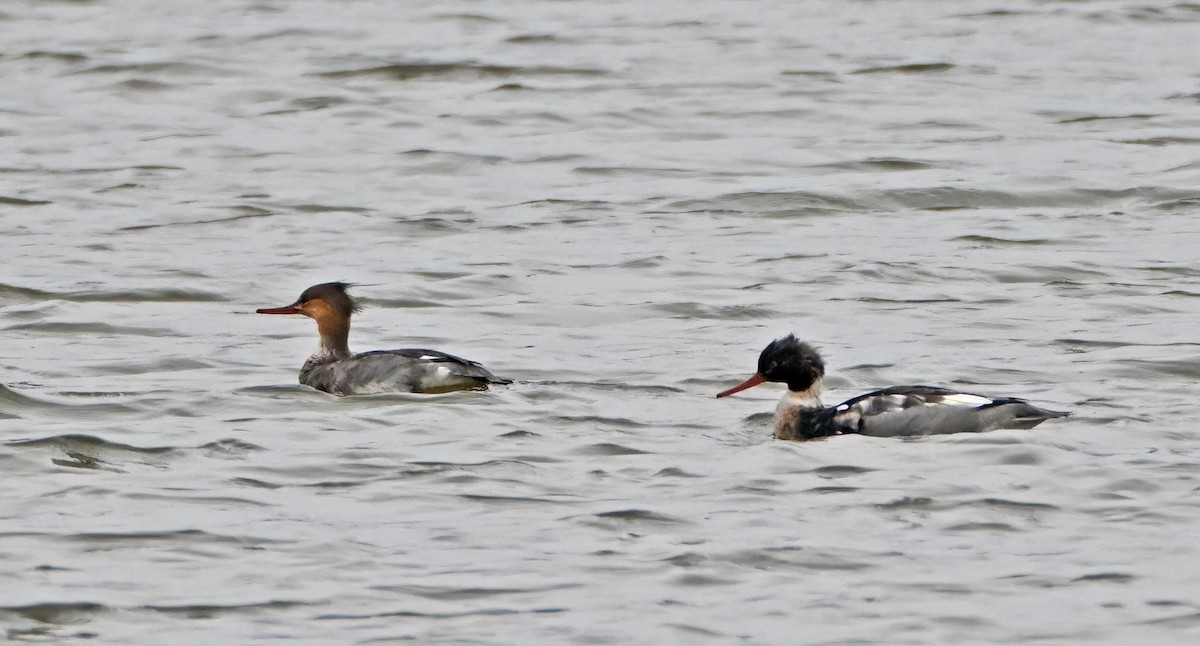 Zerra ertaina - ML645655378