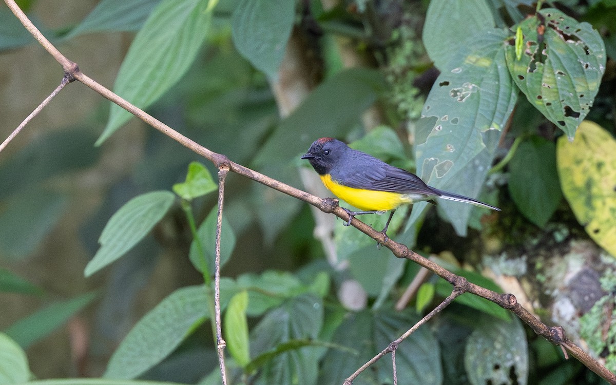 Slate-throated Redstart - ML645655381
