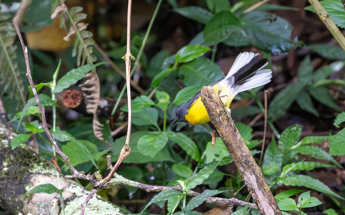 Slate-throated Redstart - ML645655382